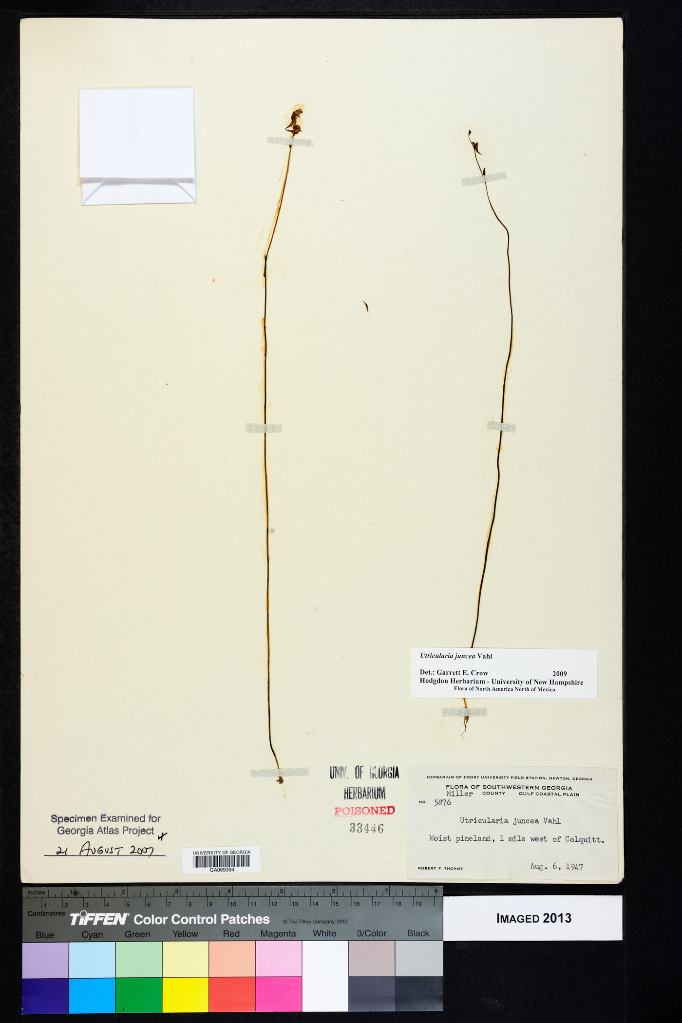 Utricularia juncea image