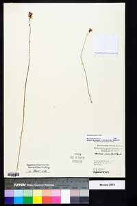 Utricularia juncea image