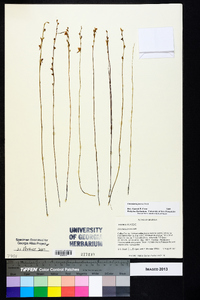 Utricularia juncea image