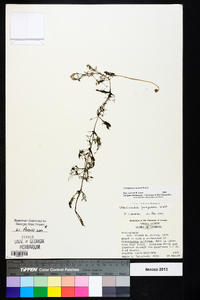 Utricularia purpurea image