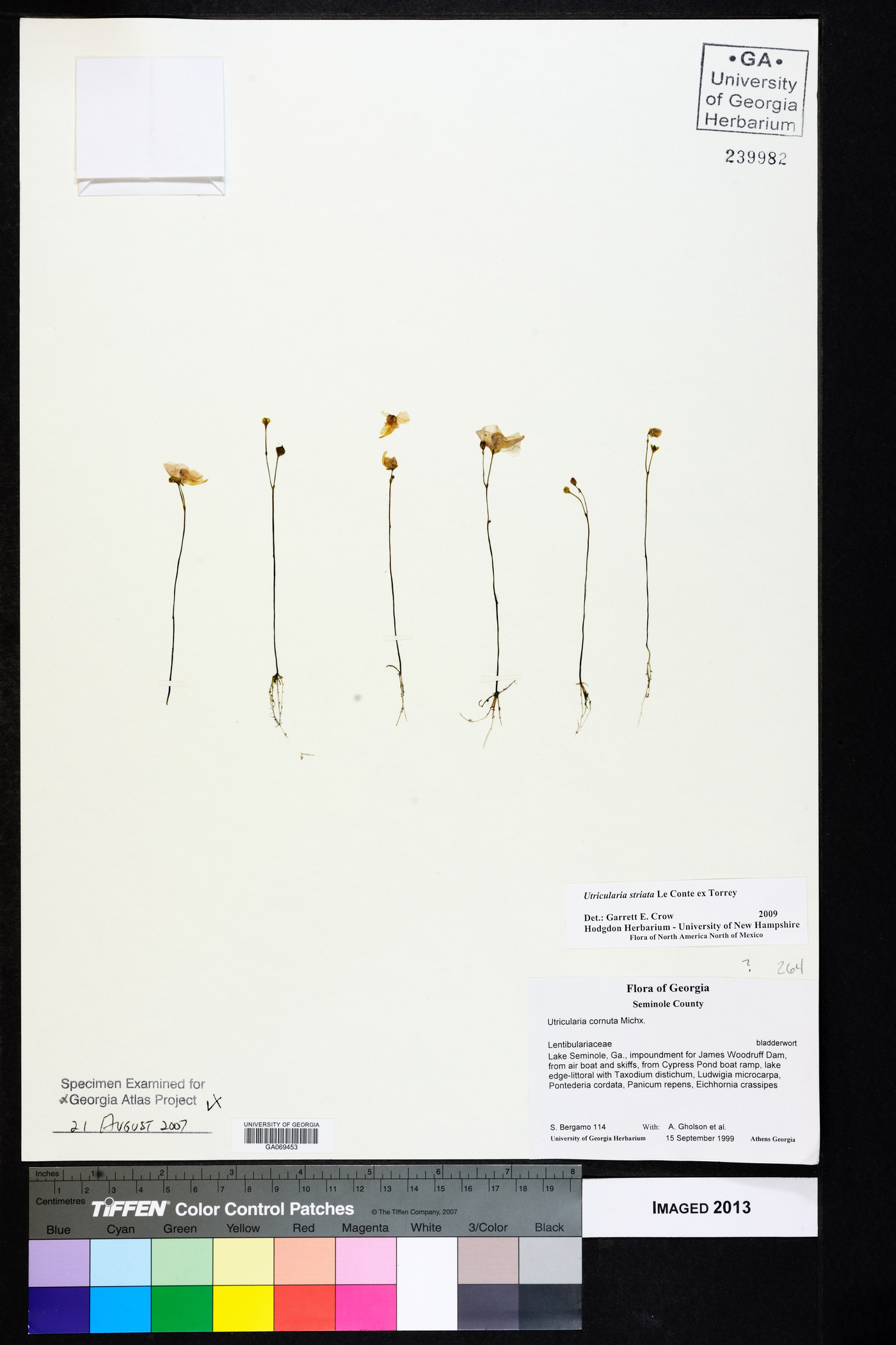 Utricularia striata image