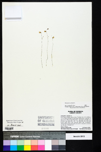 Utricularia subulata image