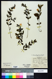 Dyschoriste oblongifolia image