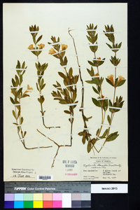 Dyschoriste oblongifolia image