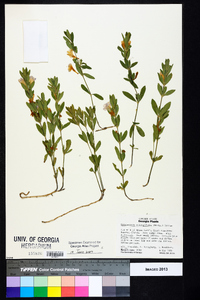 Dyschoriste oblongifolia image