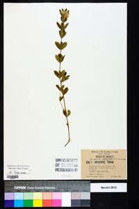 Dyschoriste oblongifolia image