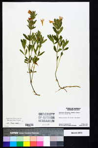 Dyschoriste oblongifolia image