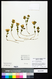 Dyschoriste oblongifolia image