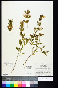 Dyschoriste oblongifolia image