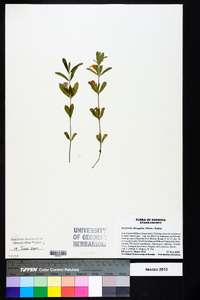 Dyschoriste oblongifolia image