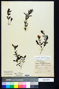 Dyschoriste oblongifolia image