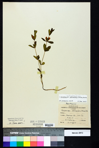 Dyschoriste oblongifolia image