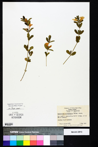 Dyschoriste oblongifolia image