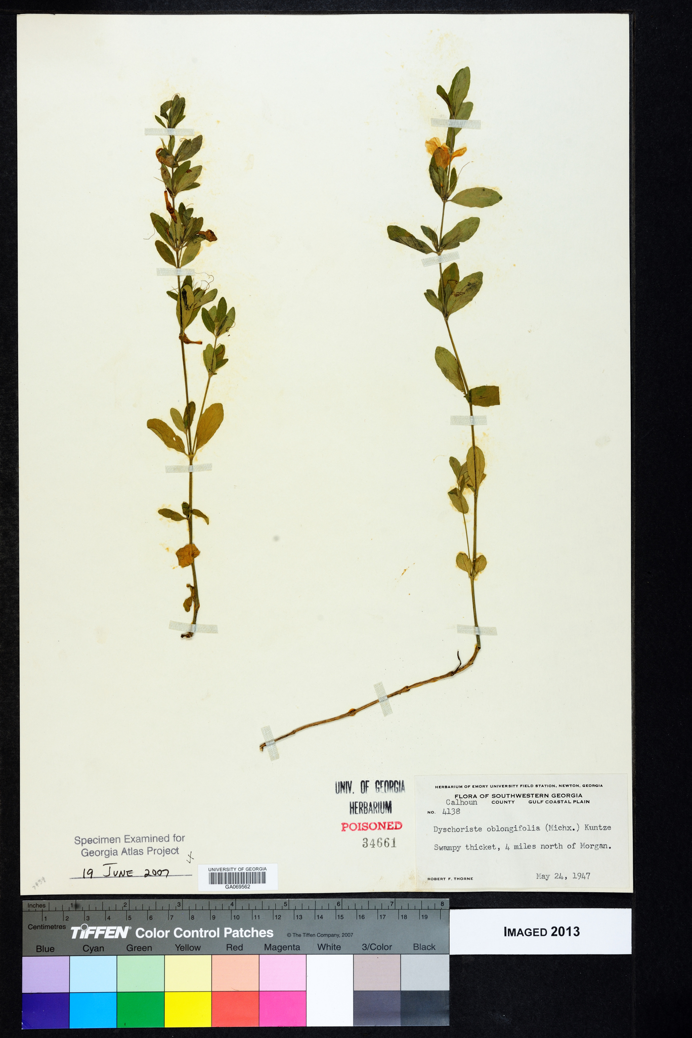 Dyschoriste oblongifolia image