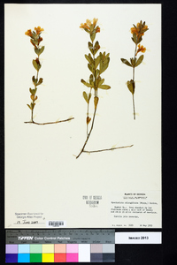 Dyschoriste oblongifolia image