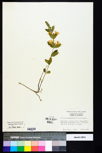 Dyschoriste oblongifolia image