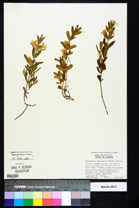 Dyschoriste oblongifolia image