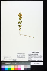 Dyschoriste oblongifolia image