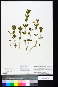 Dyschoriste oblongifolia image