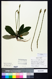 Elytraria caroliniensis var. caroliniensis image