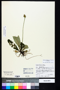Elytraria caroliniensis var. caroliniensis image