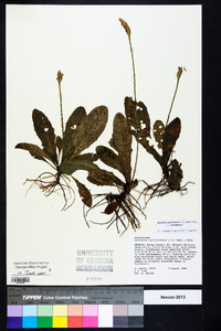 Elytraria caroliniensis var. caroliniensis image