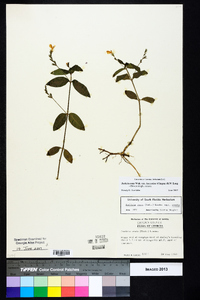 Justicia ovata var. lanceolata image