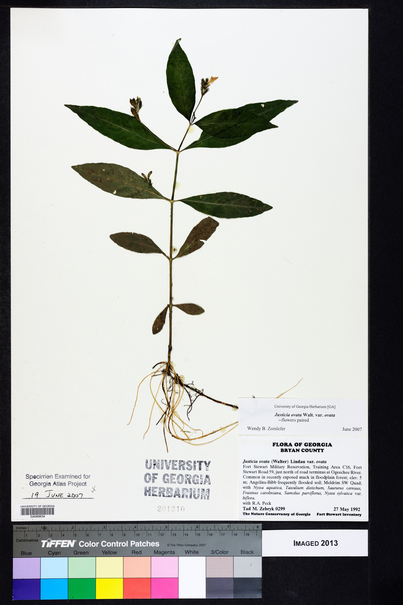 Justicia ovata image