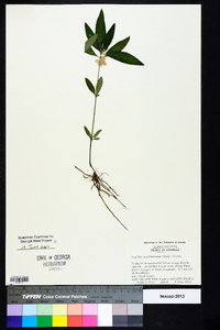 Ruellia caroliniensis image