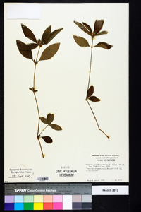 Ruellia caroliniensis image