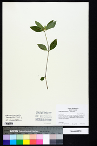 Ruellia caroliniensis image