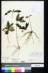 Ruellia caroliniensis image