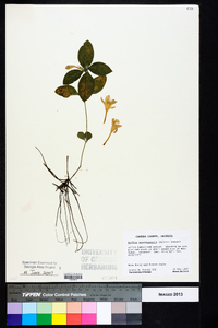 Ruellia caroliniensis image