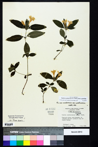 Ruellia caroliniensis image