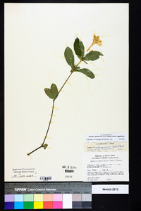 Ruellia caroliniensis image