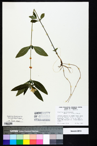 Ruellia caroliniensis image