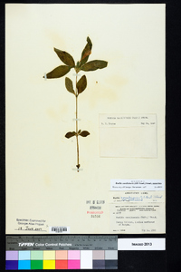 Ruellia caroliniensis image