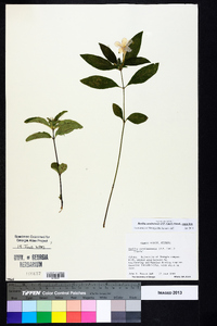 Ruellia caroliniensis image