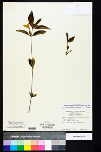 Ruellia caroliniensis image