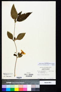 Ruellia caroliniensis image