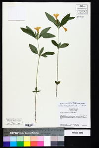 Ruellia caroliniensis image