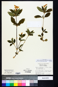 Ruellia caroliniensis image