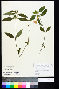 Ruellia caroliniensis image