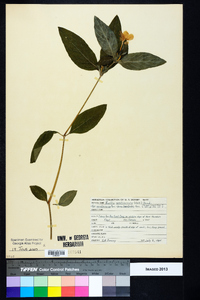 Ruellia caroliniensis image