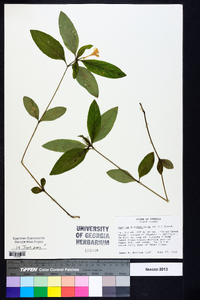 Ruellia caroliniensis image