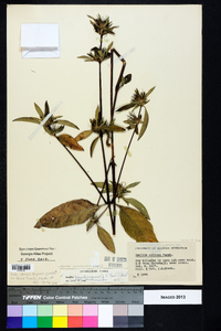 Ruellia caroliniensis image