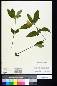 Ruellia caroliniensis image