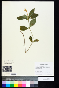 Ruellia caroliniensis image