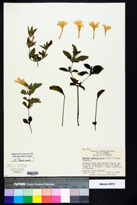 Ruellia caroliniensis image