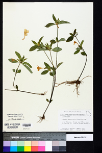 Ruellia caroliniensis image